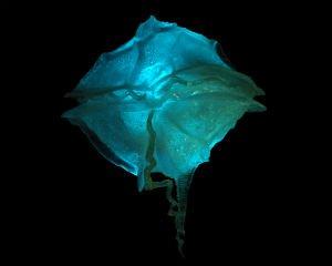 dinoflagellate