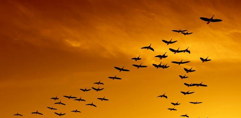 formation flying of birds