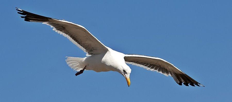 seagull