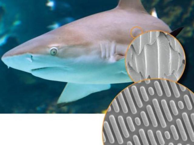 shark's groovy skin