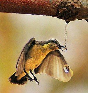 bird drinking water