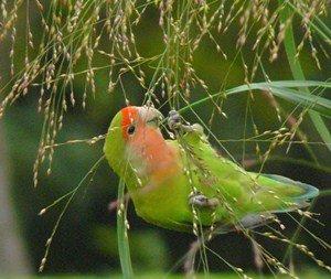 bird eating