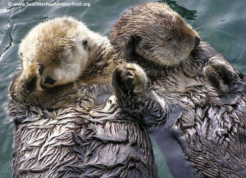 sea otter